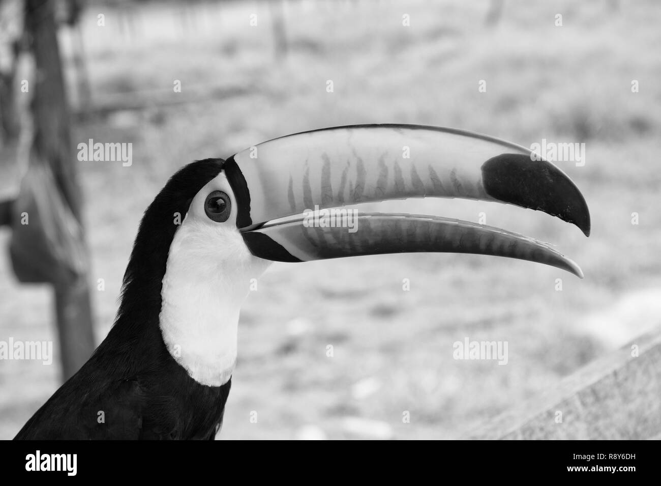 Toucan Vogel in Boca de Valeria, Brasilien. Riesentukan auf die Natur. Tierwelt. Reisen nach Lateinamerika. Hallo Sommer. Stockfoto