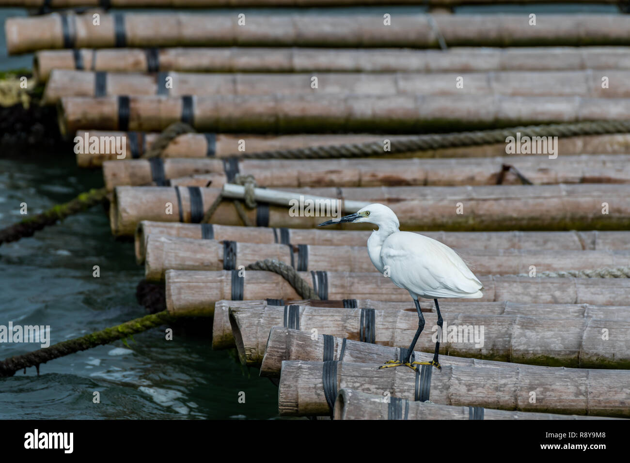 Ein Seidenreiher Egretta garzetta [] Stockfoto