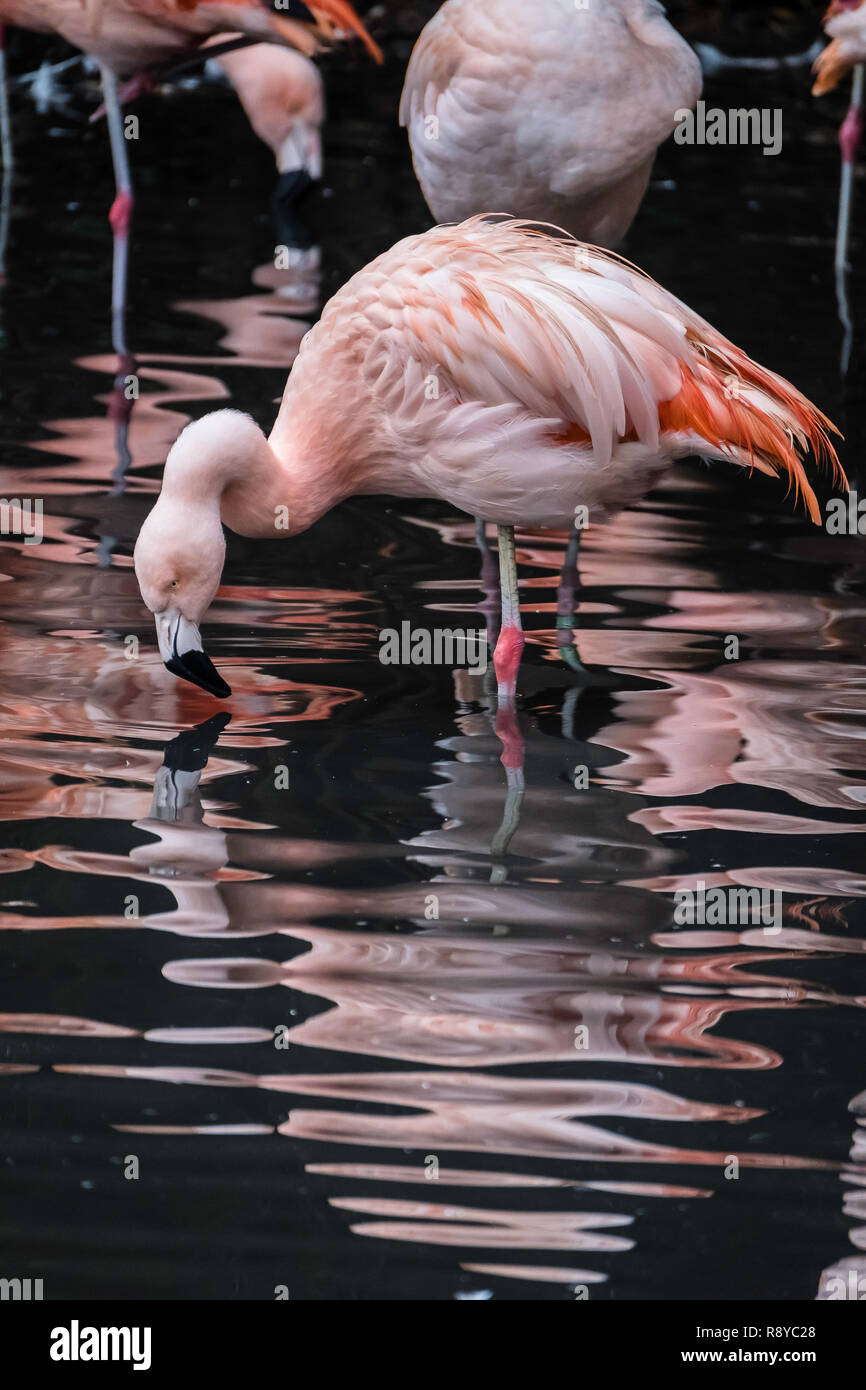 Chilenische Flamingos auf Twycross Zoo. Stockfoto