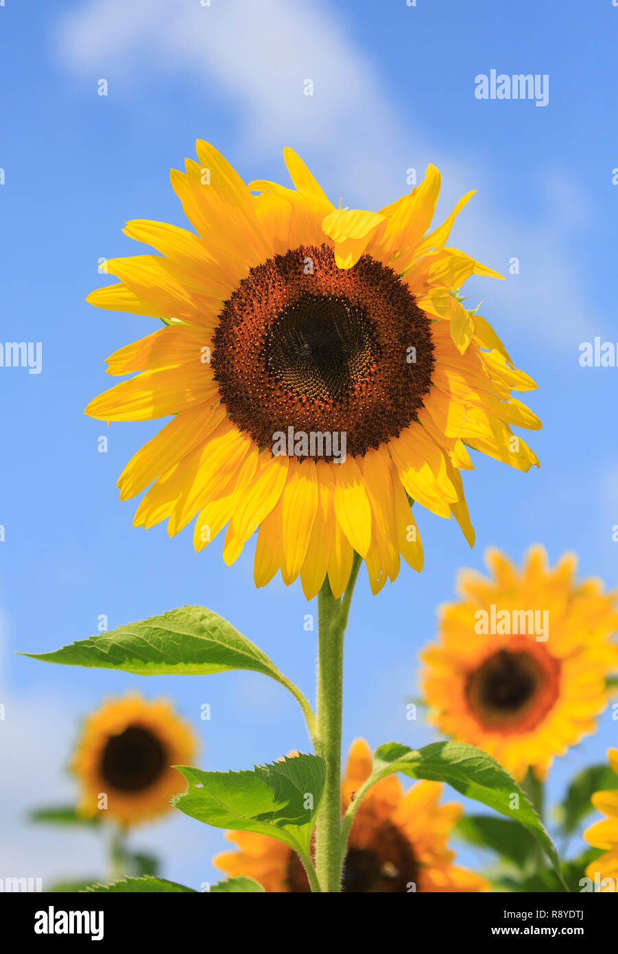 Sonnenblumen vor blauem Himmel. Stockfoto