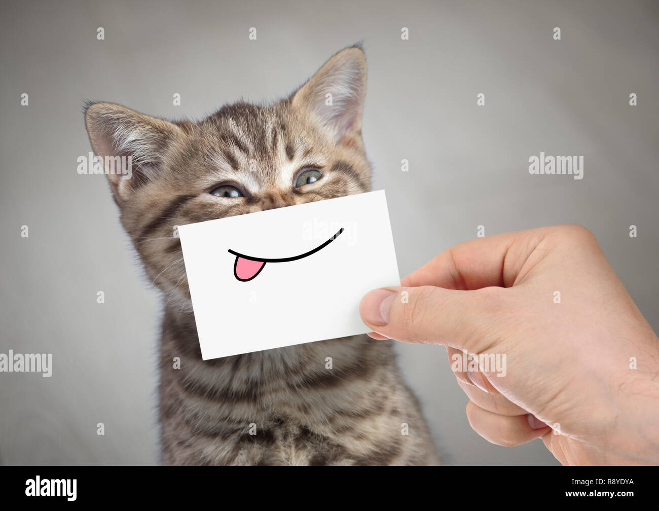 Lustige Katze lächelnd mit Zunge Stockfoto