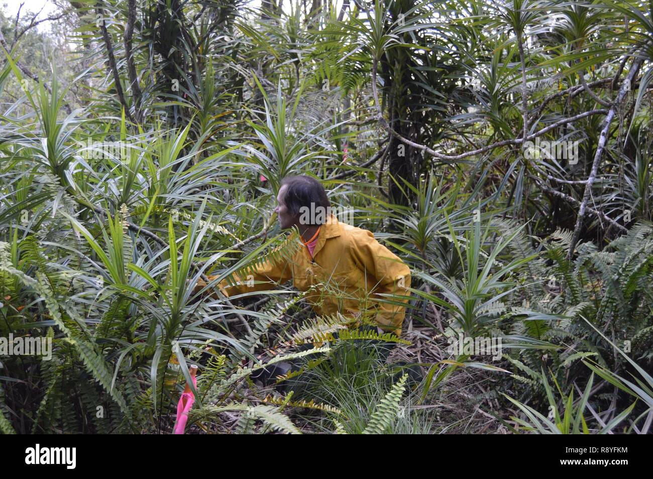 SCHOFIELD BARRACKS - Dan Sailer, natürliche Ressourcen Manager für OANRP, sucht für gefährdete Oahu baum Schnecken in eine Schnecke Gehäuse auf der Waianae Berge. Stockfoto