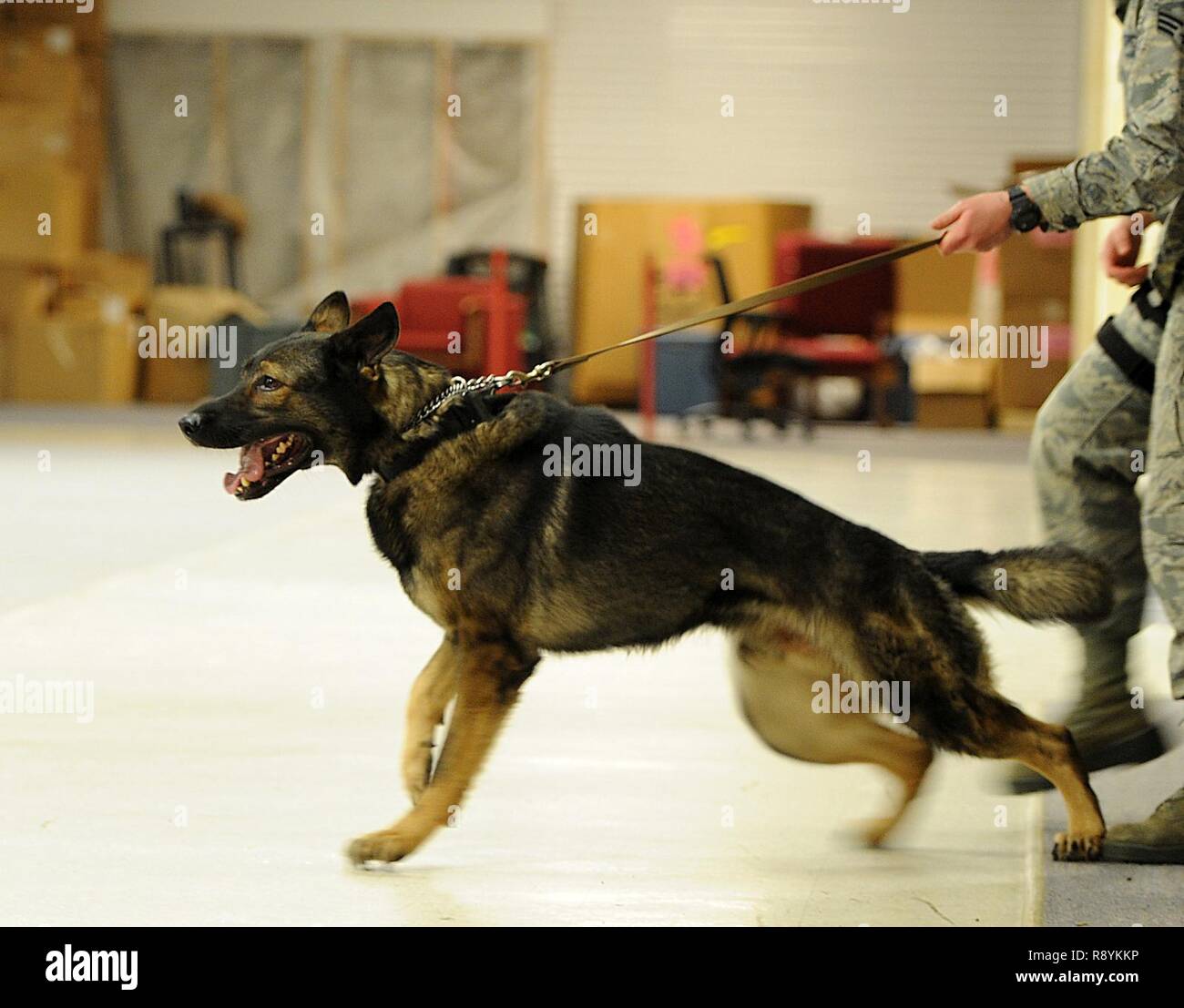 Senior Airman Amanda Puryear, 5 Security Forces Squadron Militär Hundeführer, hält Leugnen, MWD, wie er sich darauf vorbereitet, einem anderen Handler in einem Bissen am Minot Air Force Base, N.D., Jan. 23, 2017 zu begreifen. Der Biss ist durch Handler verschlissen, realistisch zu trainieren MWDs. Stockfoto