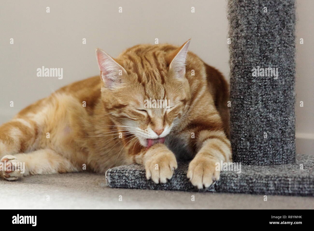 Schließen Sie herauf Bild eines Ingwer Katze selbst pflegen mit kopieren. Stockfoto