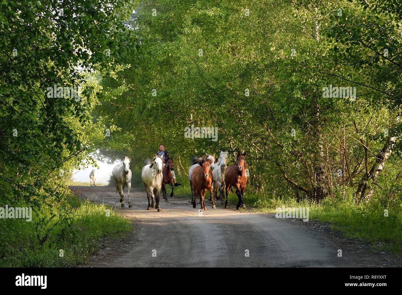 Georgien, Kachetien, Tuscheti Nationalpark, Omalo, Reiter und seine Pferde auf die Weide bringen. Stockfoto