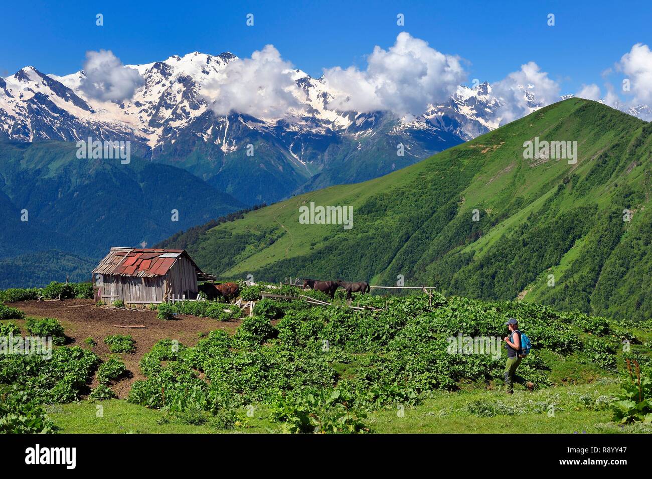 Georgien, obere Swanetien (zemo Swanetien), Mestia, Wanderer auf den Ausläufern des Mount Ushba Stockfoto