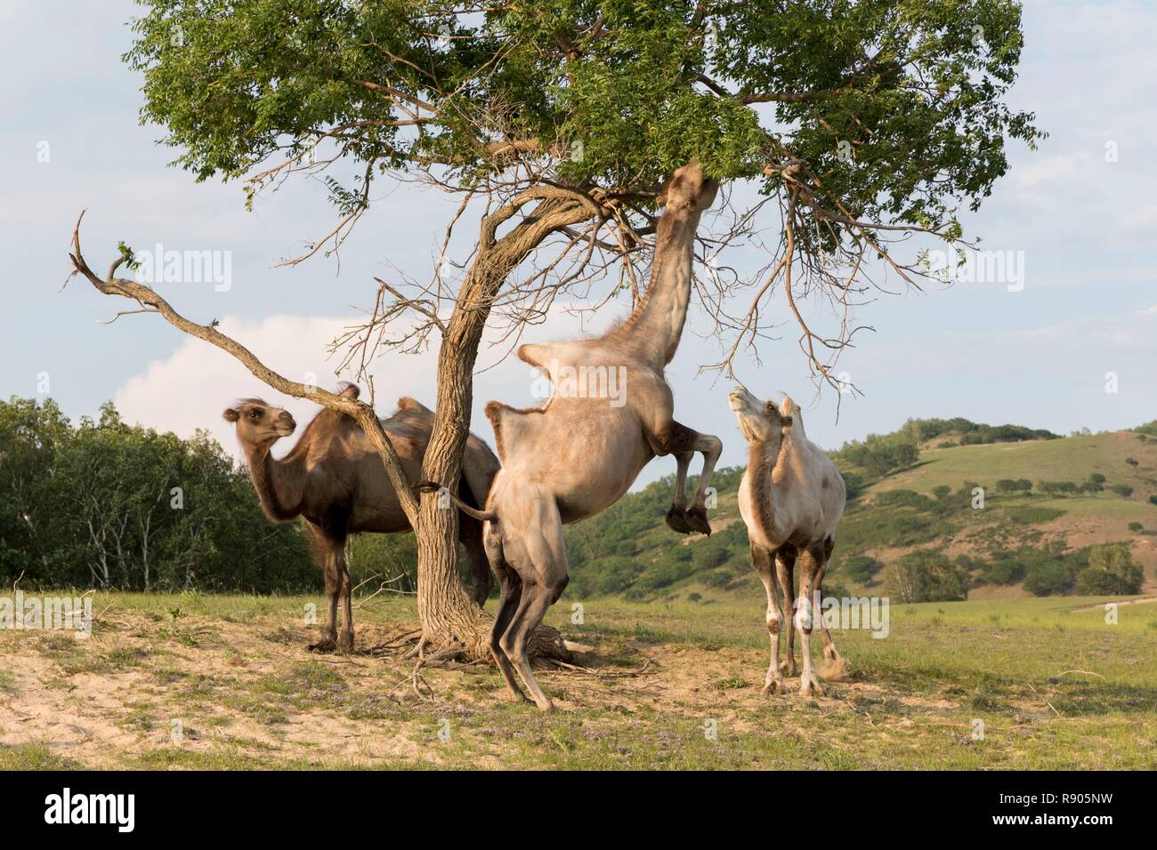 China, Innere Mongolei, Provinz Hebei, Zhangjiakou, Bashang Grünland, Bactrian Camel (Camelus bactrianus), essen Blätter von Zweigen Stockfoto
