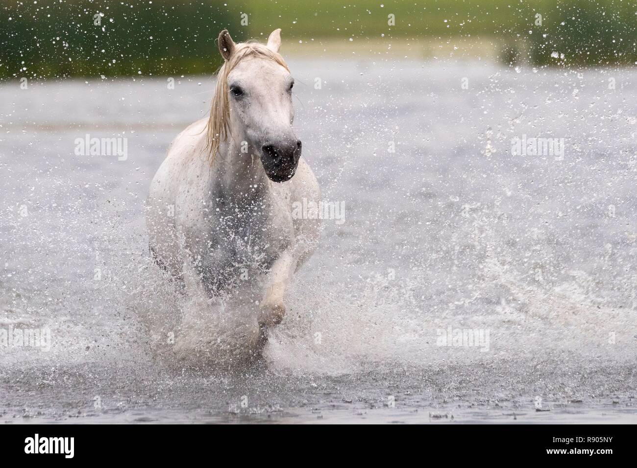 China, Innere Mongolei, Provinz Hebei, Zhangjiakou, Bashang Grünland, Pferd im Wasser läuft Stockfoto