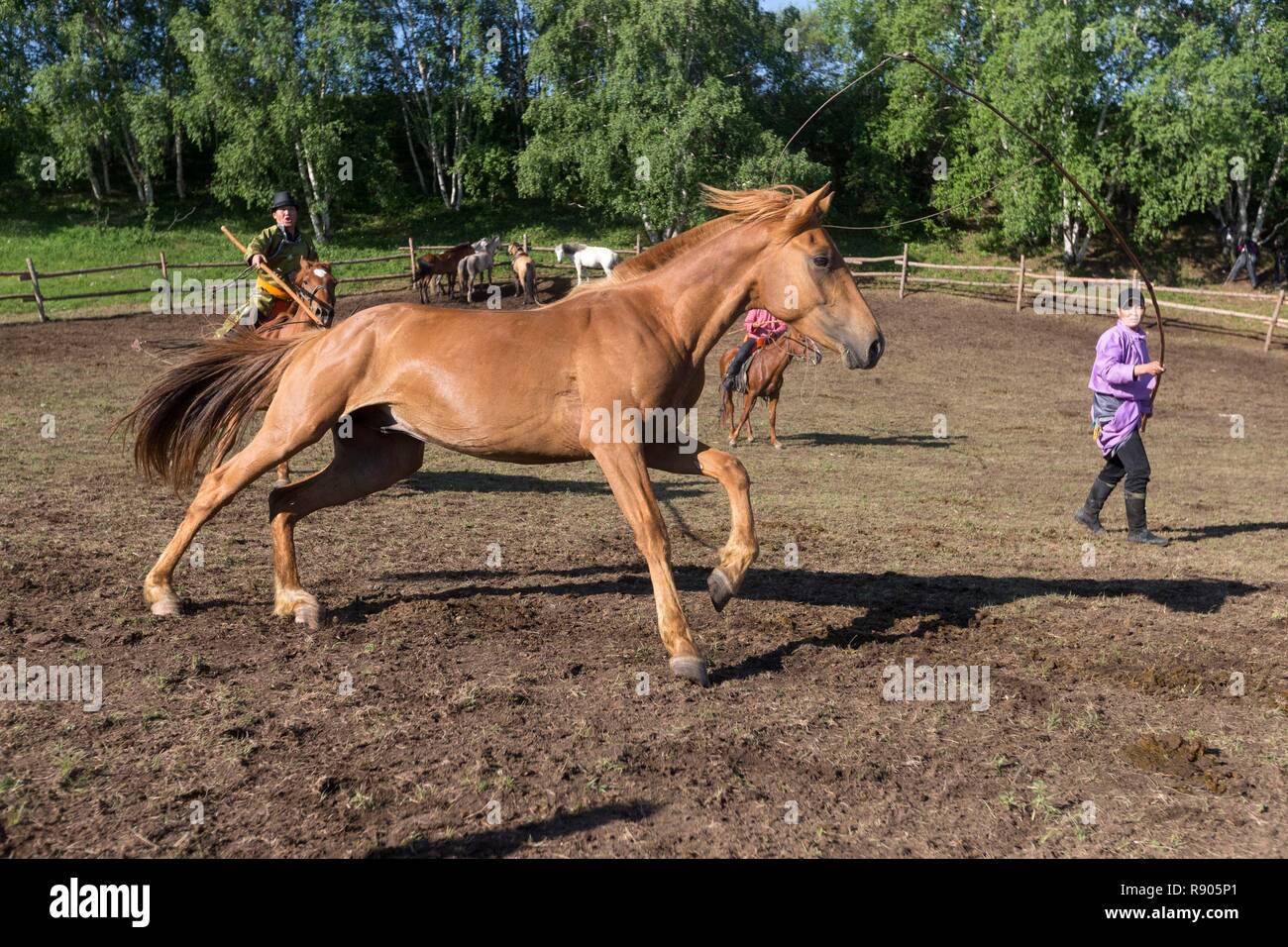 China, Innere Mongolei, Provinz Hebei, Zhangjiakou, Bashang Grünland, Pferd in einer Koralle, Training Stockfoto