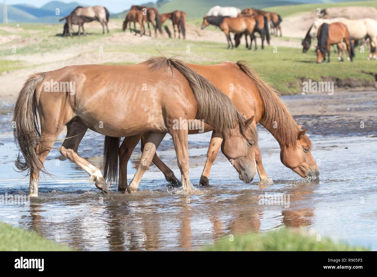 China, Innere Mongolei, Provinz Hebei, Zhangjiakou, Bashang Grasland, ein Pferd trinken Stockfoto
