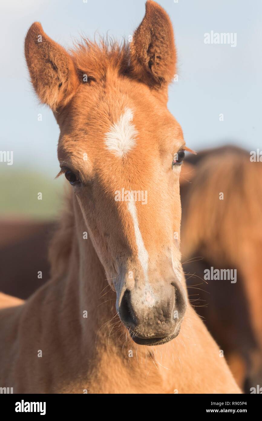 China, Innere Mongolei, Provinz Hebei, Zhangjiakou, Bashang Grasland, ein Fohlen Stockfoto