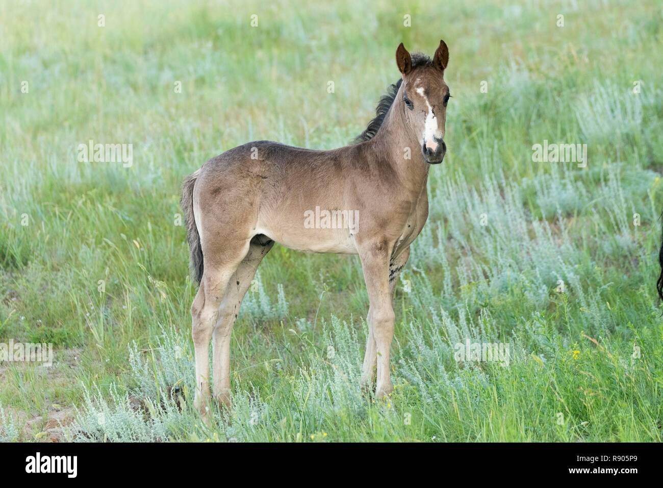 China, Innere Mongolei, Provinz Hebei, Zhangjiakou, Bashang Grasland, ein Fohlen Stockfoto