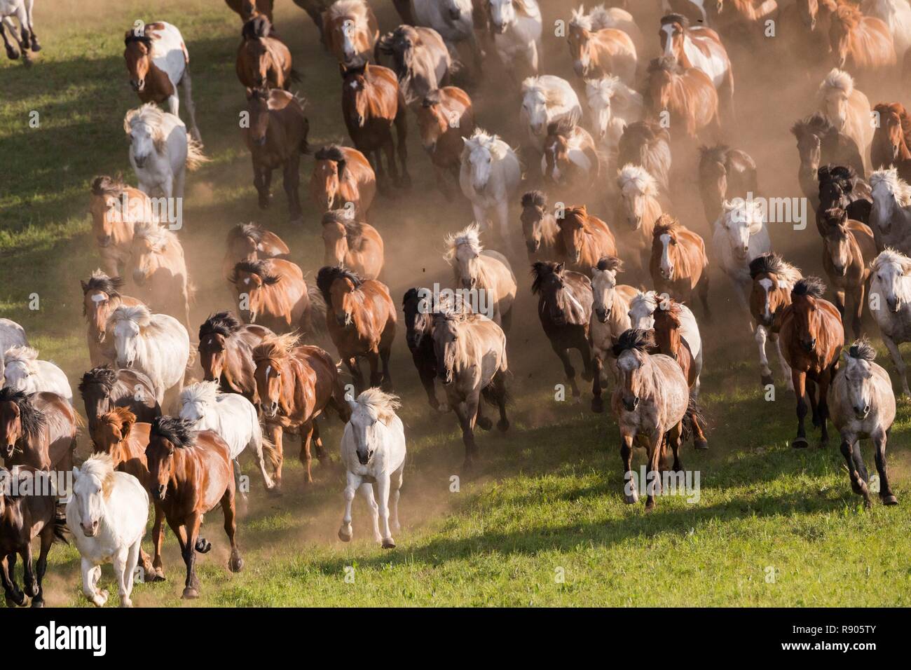 China, Innere Mongolei, Provinz Hebei, Zhangjiakou, Bashang Grasland, Pferde laufen in einer Gruppe in der Wiese Stockfoto