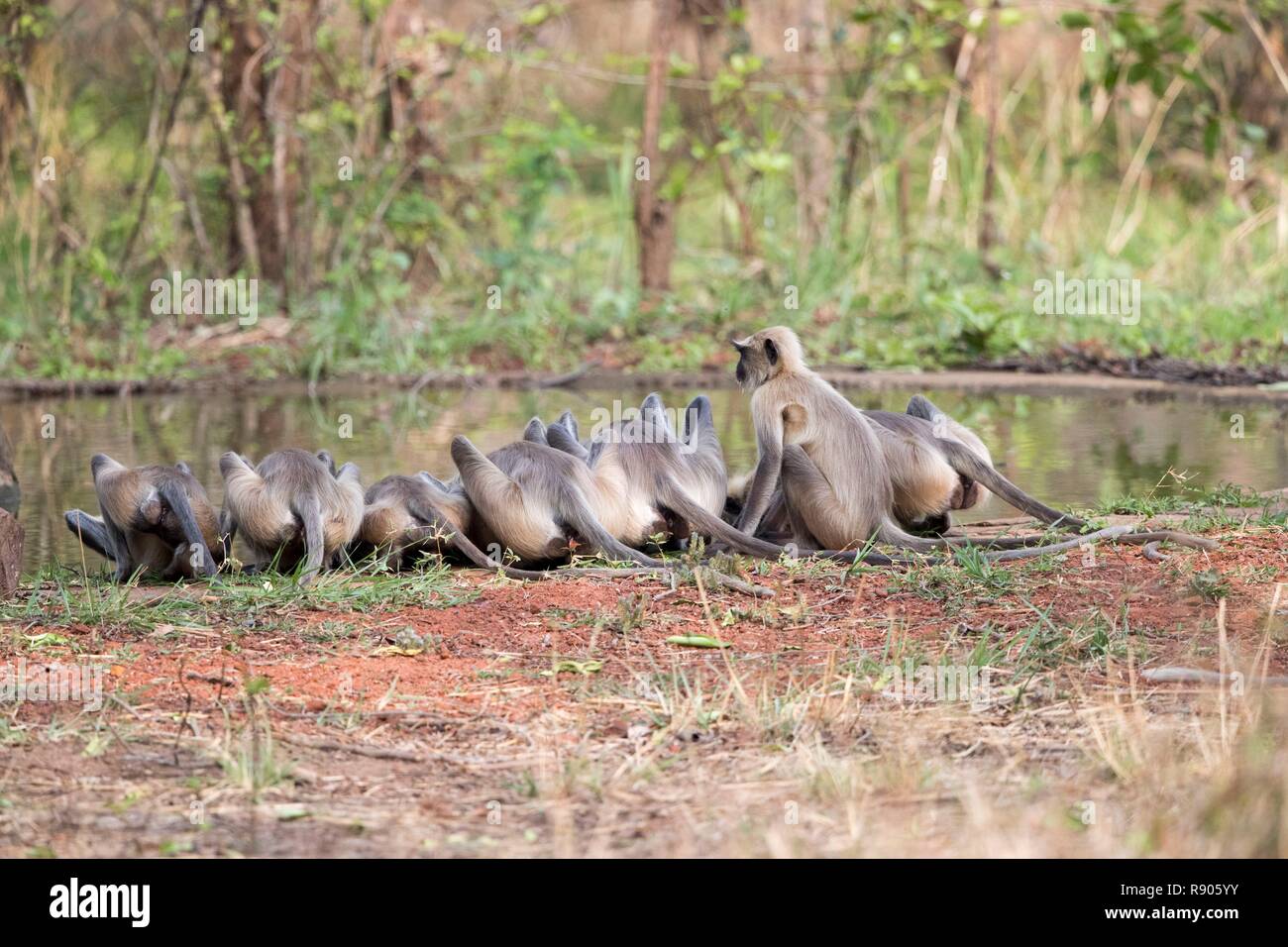 India, Maharashtra, Andhari Tadoba Tiger Reserve, Tadoba Nationalpark, Hanuman Langur (Semnopithecus Entellus) Stockfoto