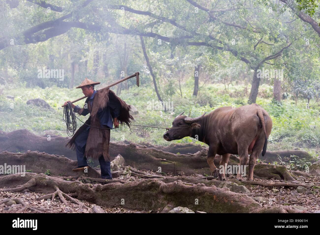 China, Provinz Fujiang Xiapu County, Landwirt in traditioneller Kleidung und heimischen Büffel für landwirtschaftliche Arbeiten Stockfoto