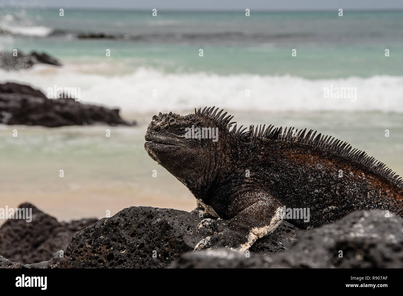 Marine iguana der Galapagos Inseln Stockfoto