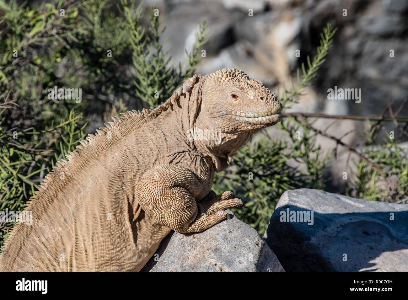 Gelbe Land Iguana erwärmt sich in der Sonne auf den Galapagos Inseln Stockfoto