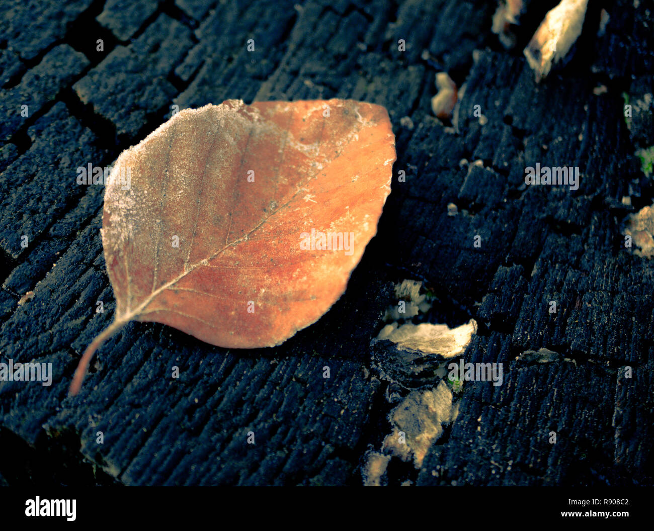 Orange Blatt auf einem Baumstamm Hintergrund Stockfoto