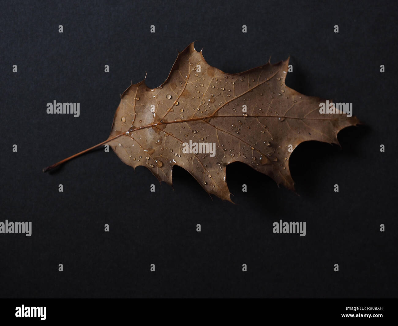 Regen Tropfen auf ein gefallenes Blatt im Herbst Stockfoto