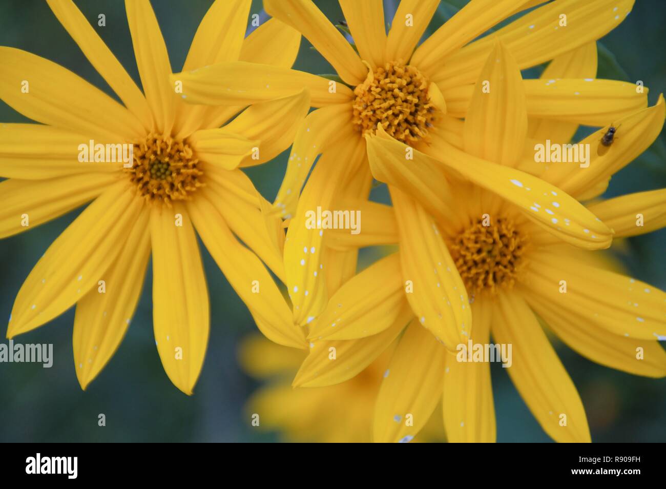 Topinambur Blumen gegen den blauen Himmel. Gelbe Blumen der Helianthus tuberosus Anlage Stockfoto