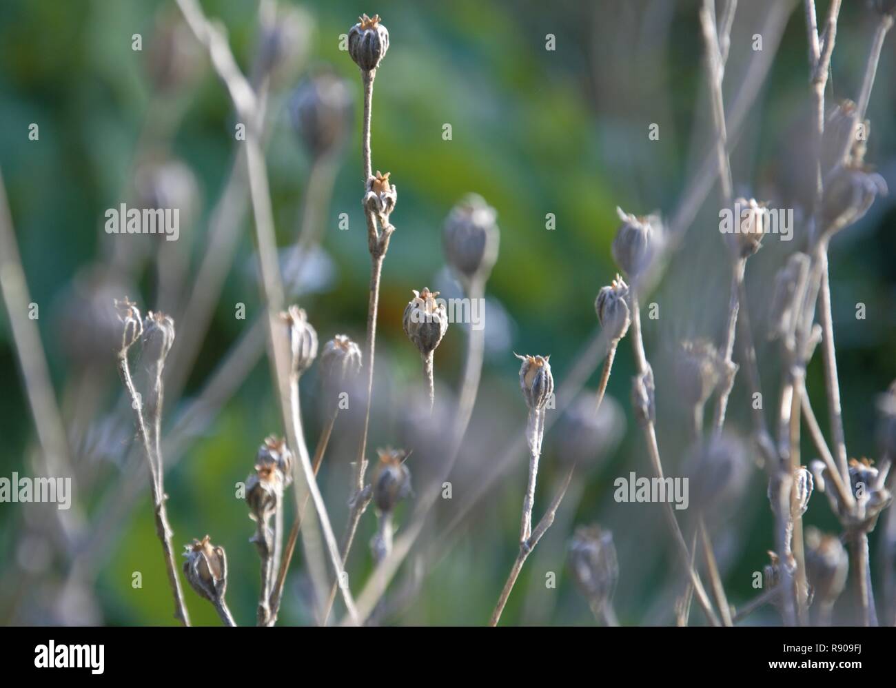 Samenkapseln auf getrocknete Stängel einer Anlage im Spätherbst im Garten. Das Ende der Saison. Winter nähert sich Stockfoto