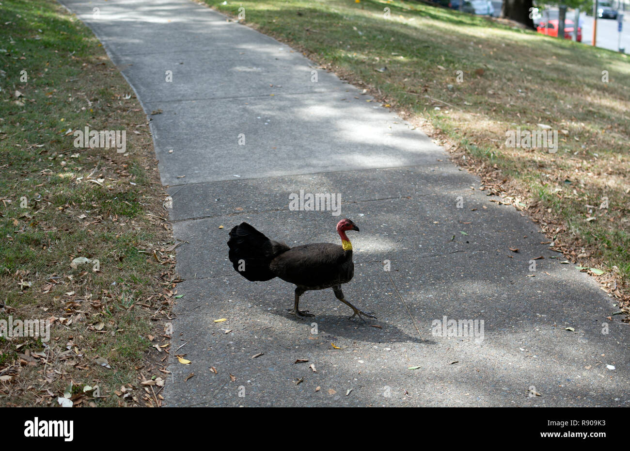 Eine australische Brushturkey (Alectura lathami) über einen Fußweg in einem öffentlichen Park, Brisbane, Queensland, Australien Stockfoto