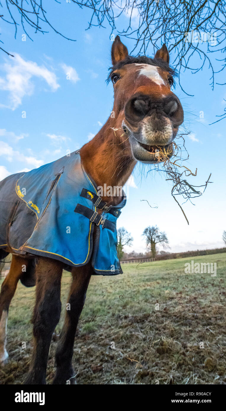 Verzerrtes Bild von einem Pferd essen Heu trägt einen blauen Wintermantel. Stockfoto