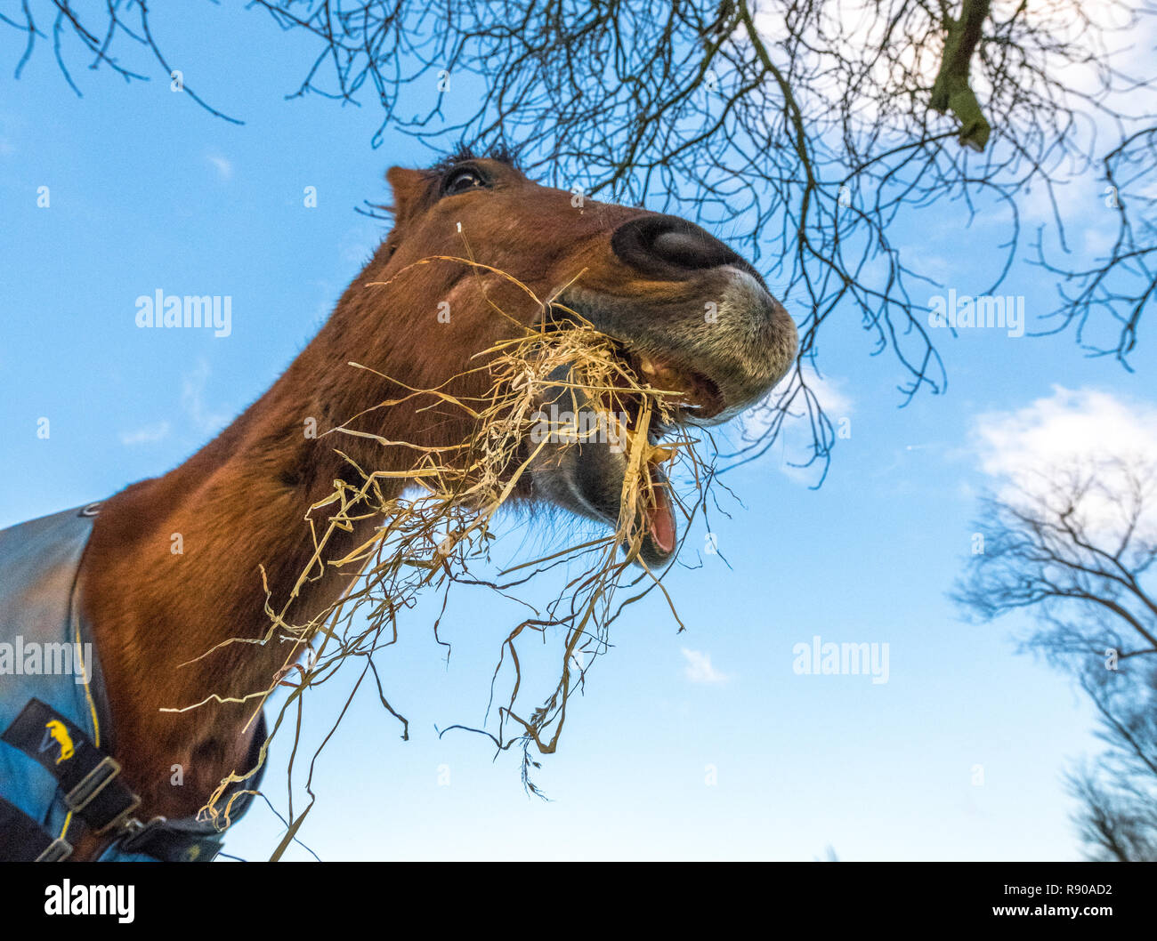 Verzerrtes Bild von einem Pferd essen Heu trägt einen blauen Wintermantel. Stockfoto