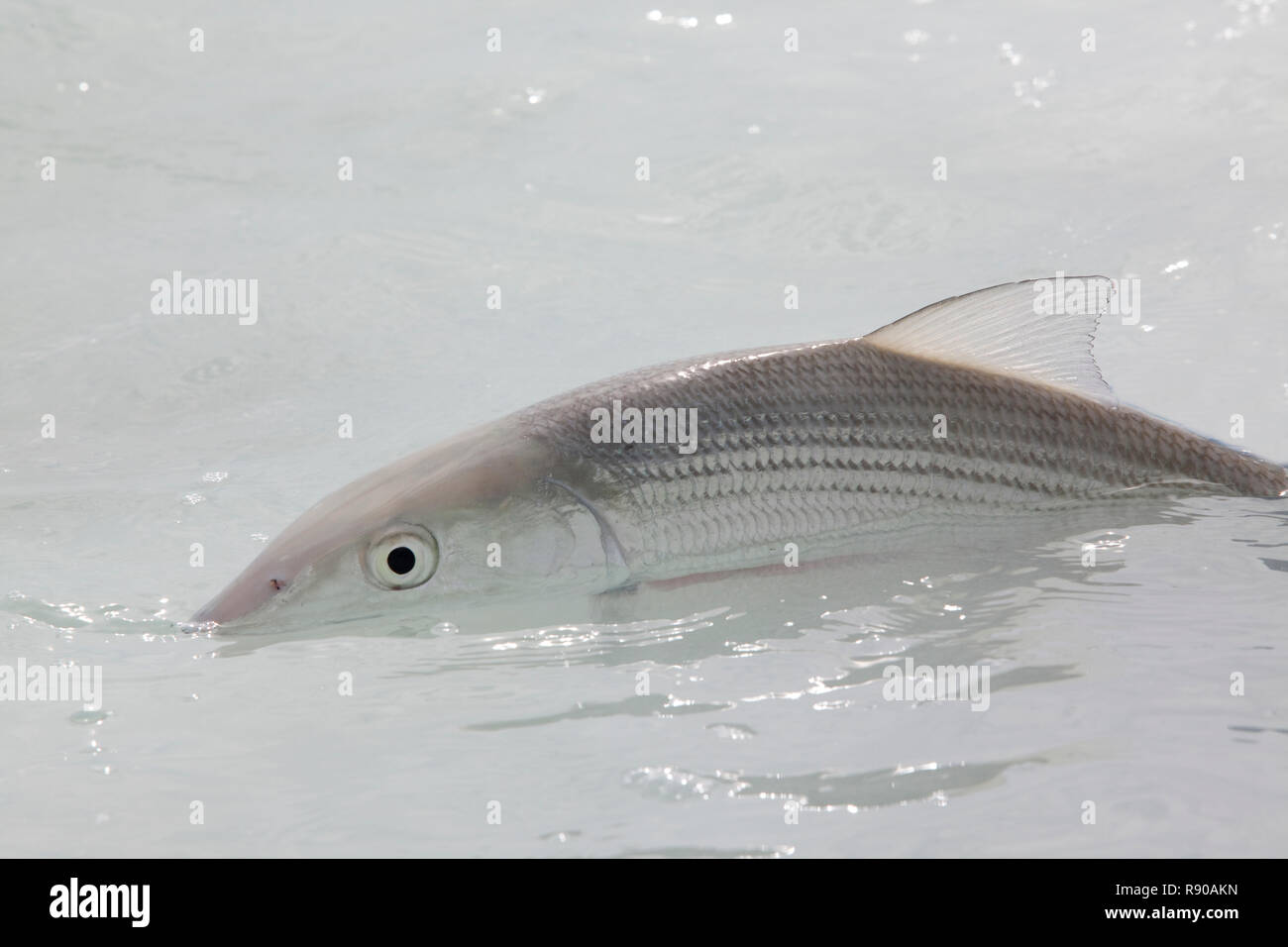 Eine Bonefish in klarem seichten Salzwasser in der Nähe von Havanna, Kuba. Stockfoto