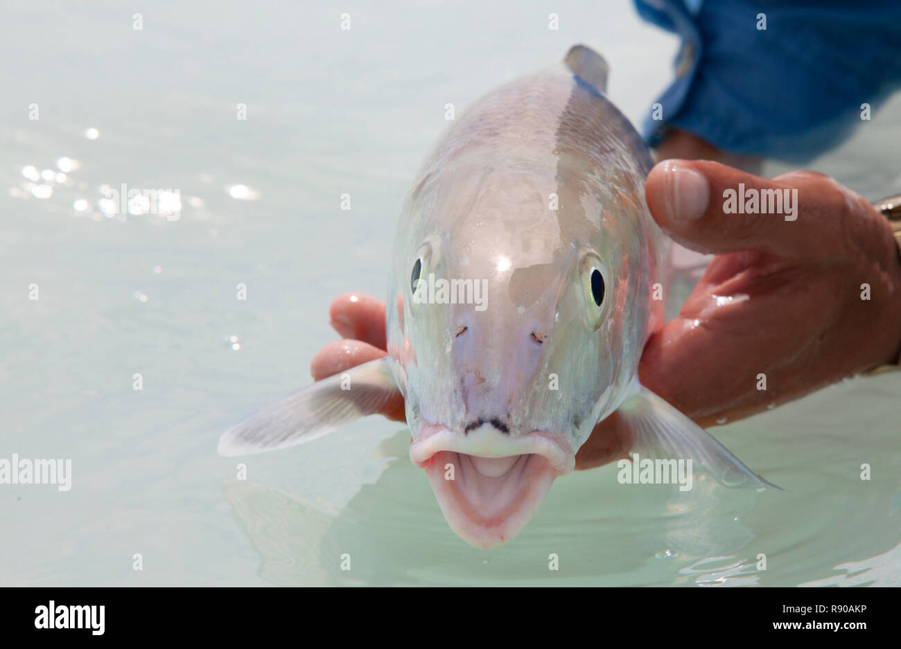 Eine Bonefish in Salz Wasser in der Nähe von Havanna, Kuba. Stockfoto