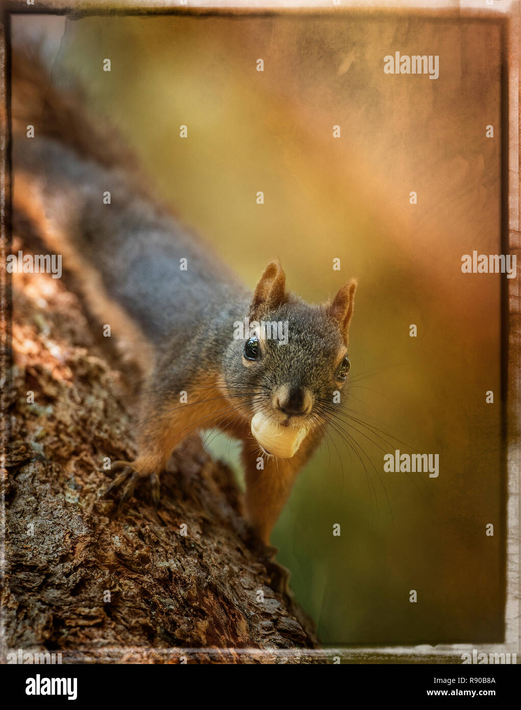 Komposit eines Douglas Eichhörnchen auf einem Baumstamm mit einer Mutter in den Mund Stockfoto