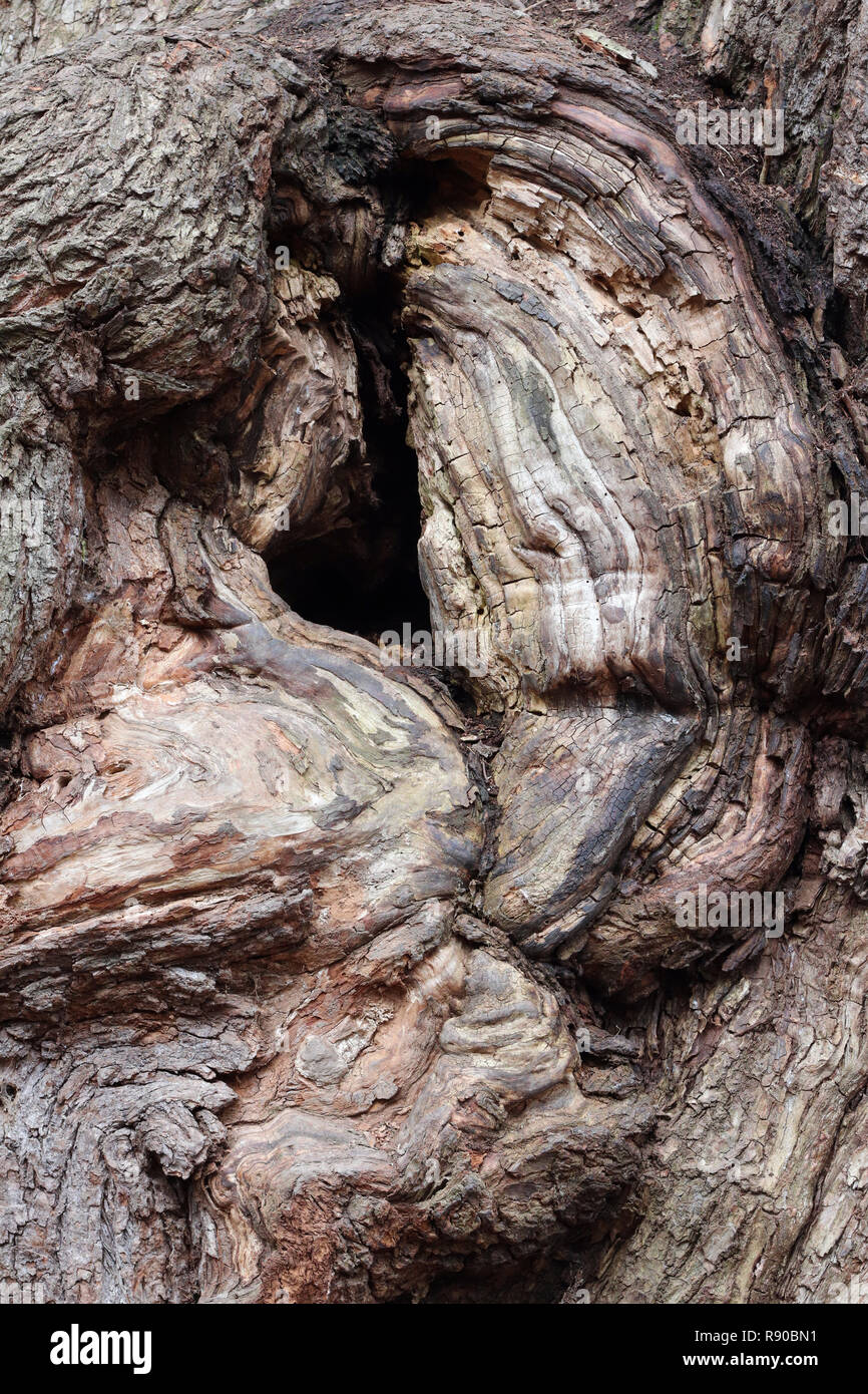 Detail der bizarren Formen der Rinde von sehr alten Willow Stockfoto