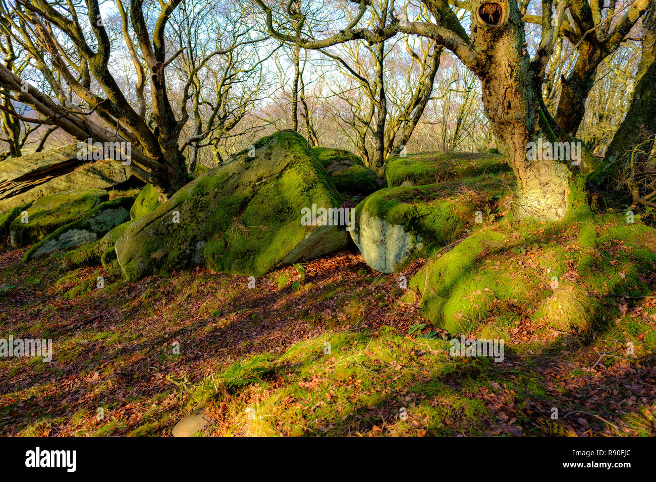 Englisch Wald mit Eichen. Wald Floow, Moos und Steinen. Waldboden Stockfoto