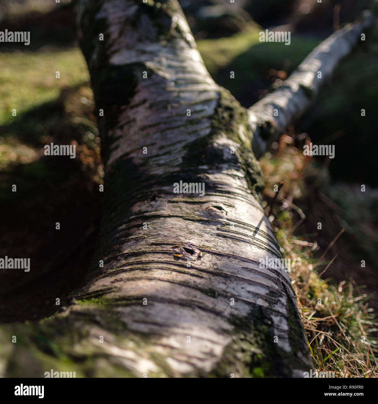 Silber Birke Bark Detail. Baumrinde. Verzeichnisbaum anmelden Stockfoto