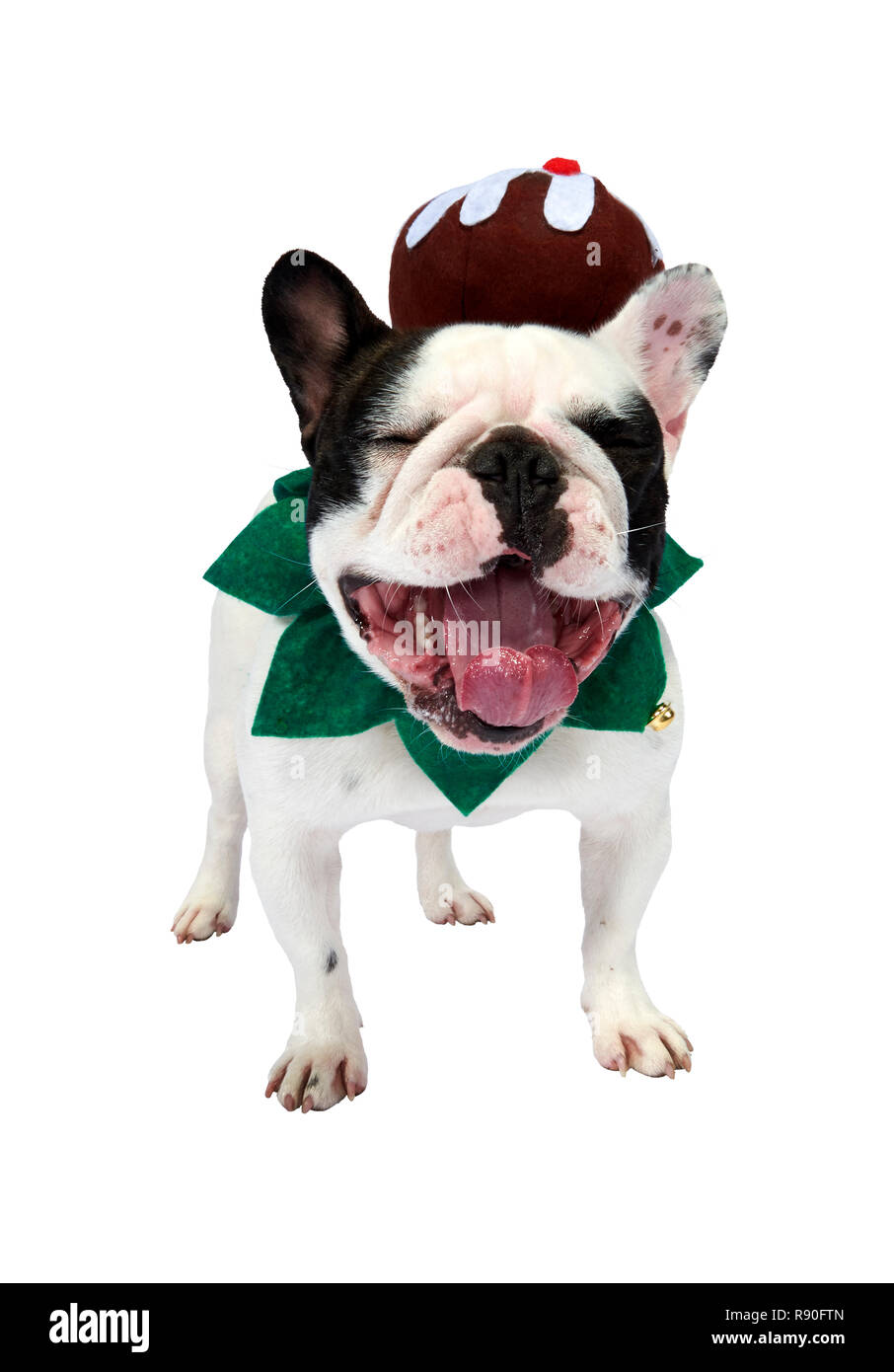 Eine Französische Bulldogge zeigt einige Festliche jubeln durch das Tragen einer Weihnachtspudding Stockfoto