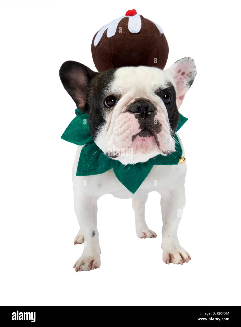 Eine Französische Bulldogge zeigt einige Festliche jubeln durch das Tragen einer Weihnachtspudding Stockfoto
