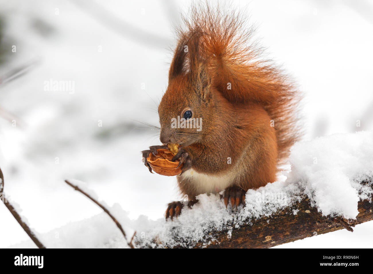 Eurasischen Eichhörnchen (Sciurus vulgaris) essen Mutter sitzend auf Niederlassung in Schnee im Winter abgedeckt. In der Wintersaison ist schwierig für Eichhörnchen Stockfoto