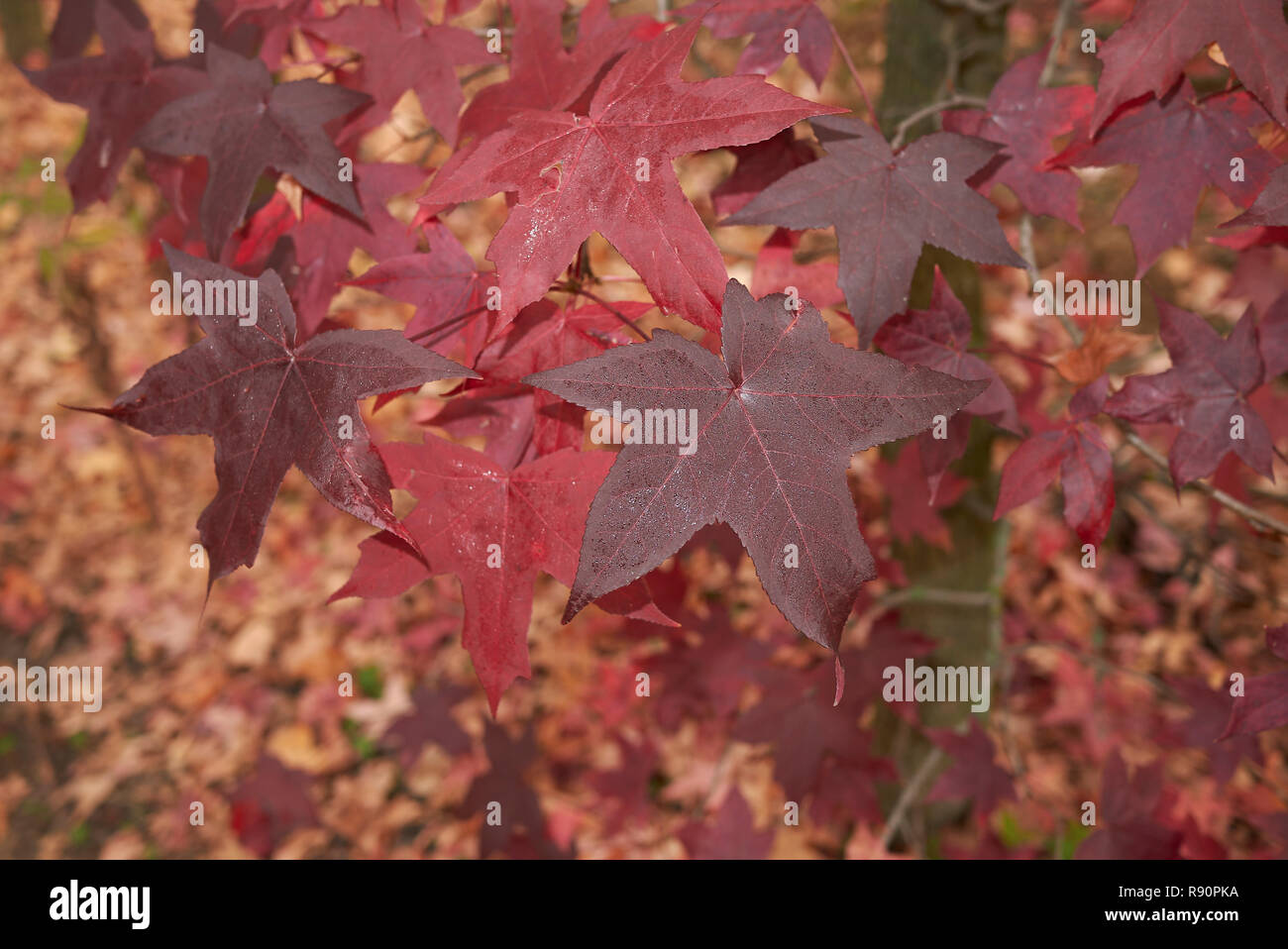 Liquidambar styraciflua sweet gum Fotos und Bildmaterial in hoher