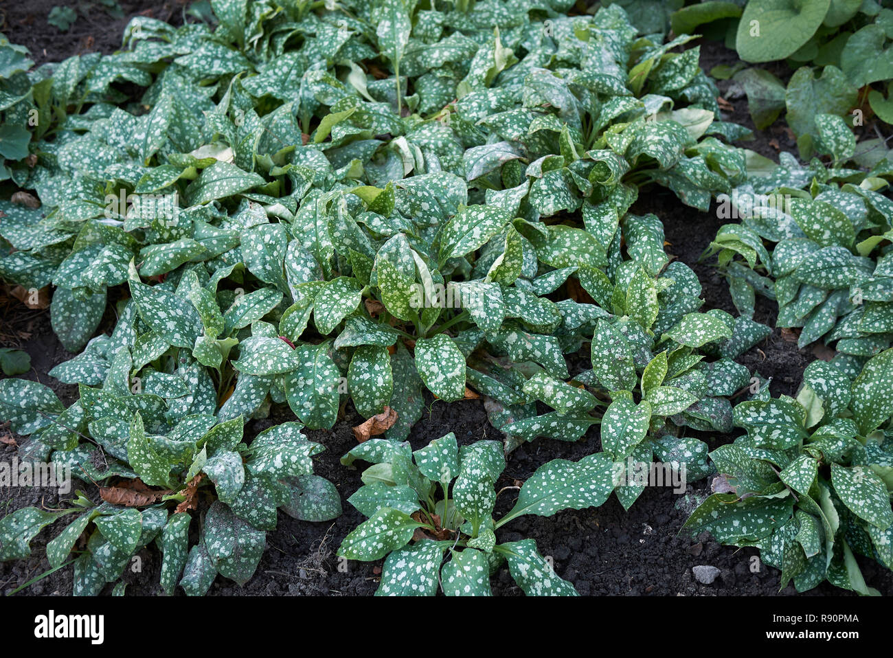 Pulmonaria saccharata gefleckte Blätter Stockfoto