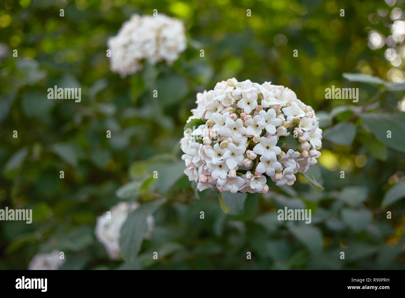 Viburnum carlcephalum Zweig mit Blume Stockfoto