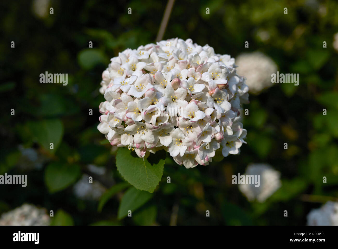 Viburnum carlcephalum Zweig mit Blume Stockfoto