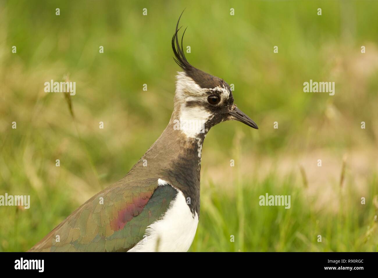 Porträt der Nördlichen Kiebitz, Cairngorm National Park, Schottland Stockfoto