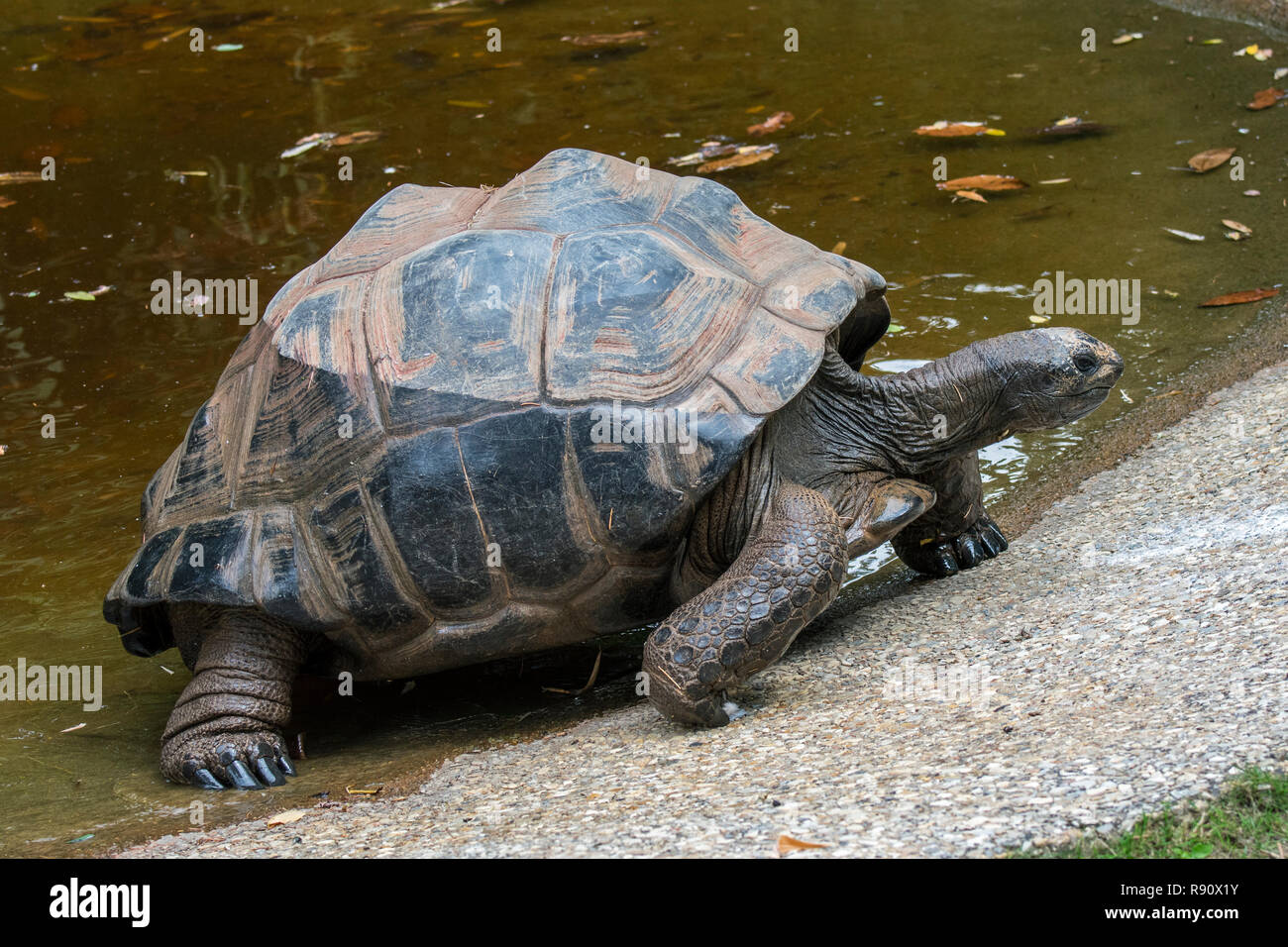 Riesenschildkröte (Aldabrachelys gigantea/Testudo gigantea), die für die Inseln der Aldabra Atoll auf den Seychellen verlassen Teich Stockfoto