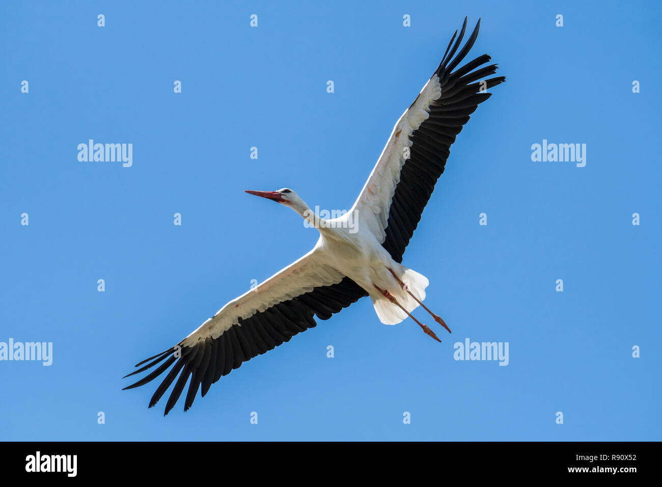 Migration von Weißstorch (Ciconia ciconia) im Flug, thermische hochfliegende mit ausgebreiteten Flügeln gegen den blauen Himmel Stockfoto