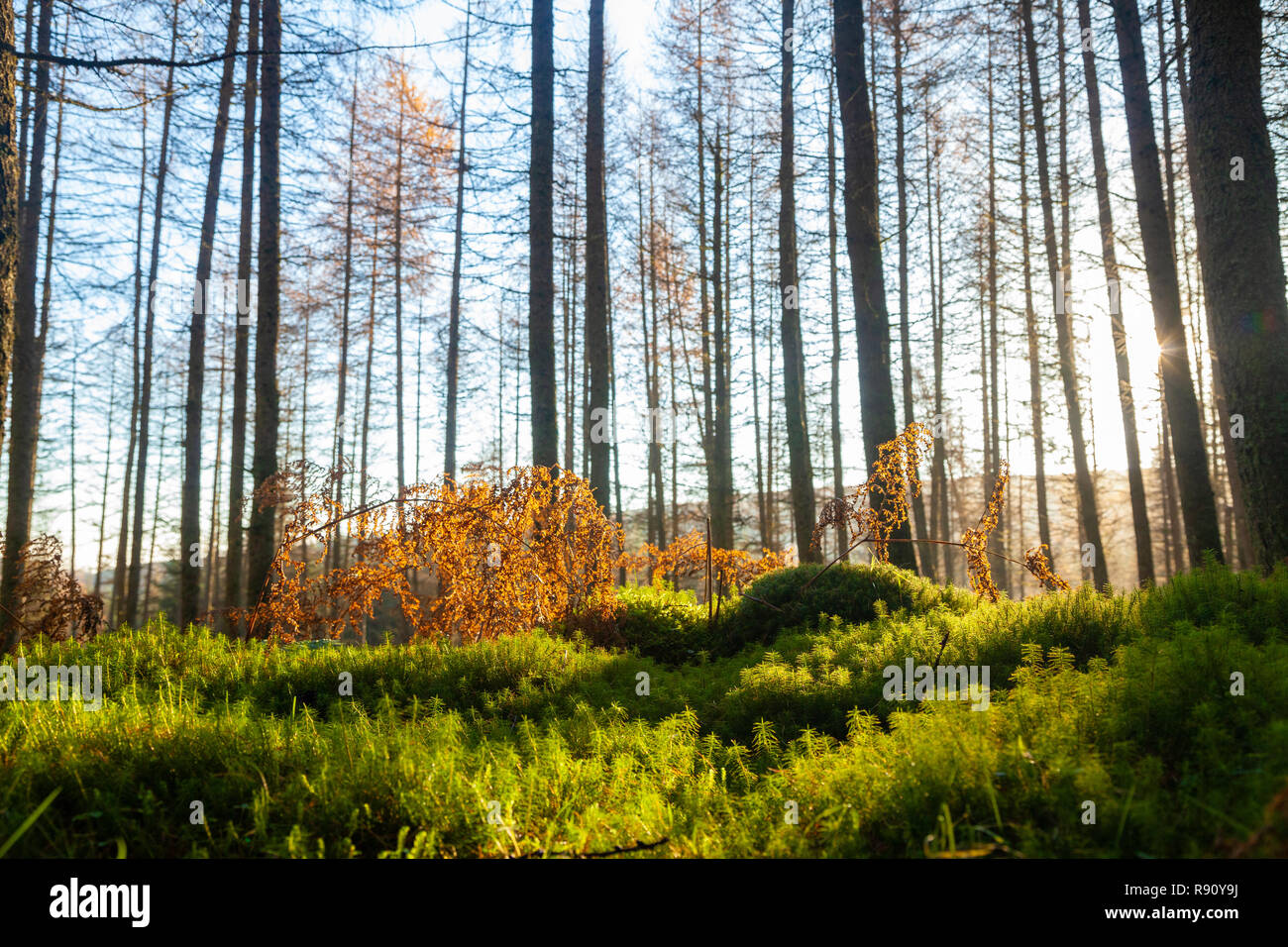 Ein helles Grün bemoosten Forrest, Pinien, in der Nähe von Callander Schottland. Stockfoto