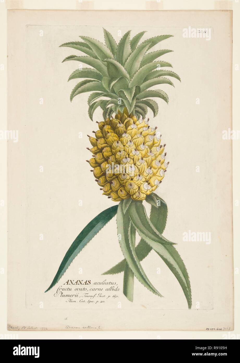 Ananas sativus, (Ananas), c 1740-1770. Schöpfer: Georg Dionysios Ehret. Stockfoto