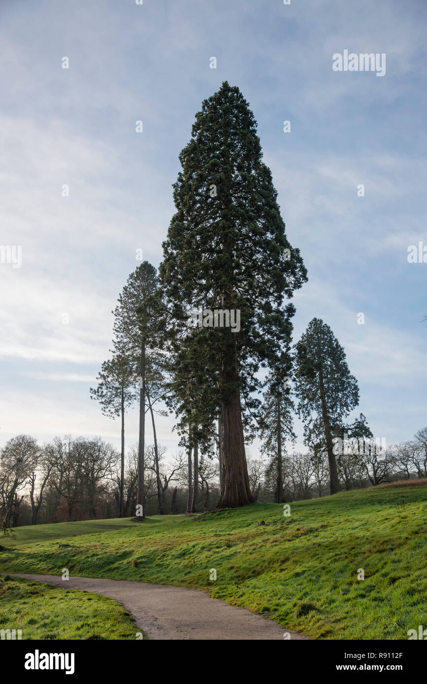 Riesiger Mammutbaum Wellingtonia Baum, der in einer Staffordshire Parklandschaft hoch steht Trentham Gardens Staffordshire England Großbritannien Stockfoto