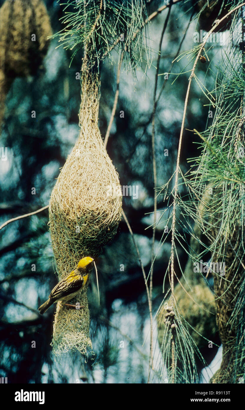 Vögel, kleine Bienenfresser mit Nest (Merops orientalis) Stockfoto