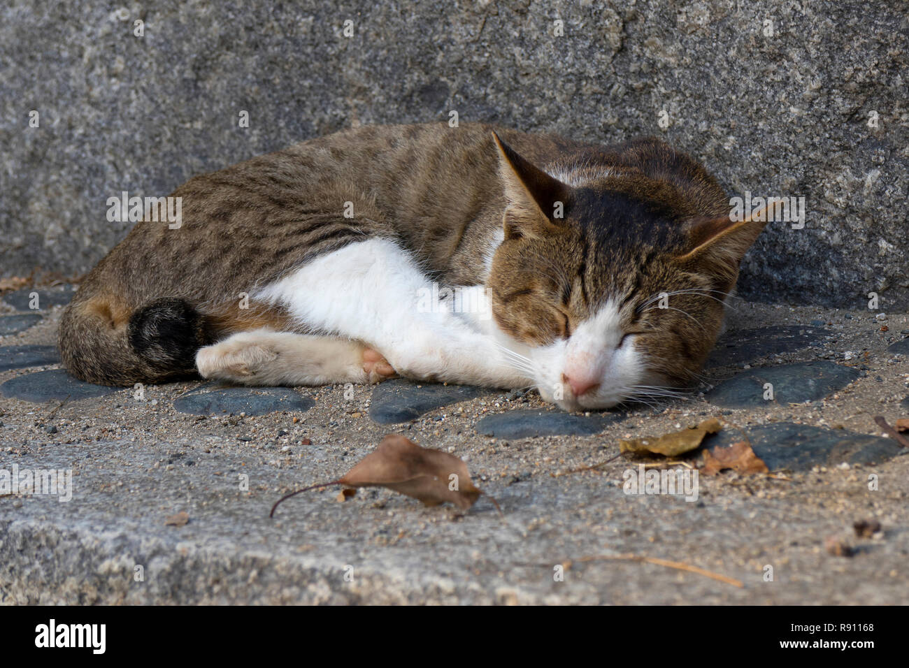 Schlafen Alley Cat auf der Straße im Herbst Stockfoto