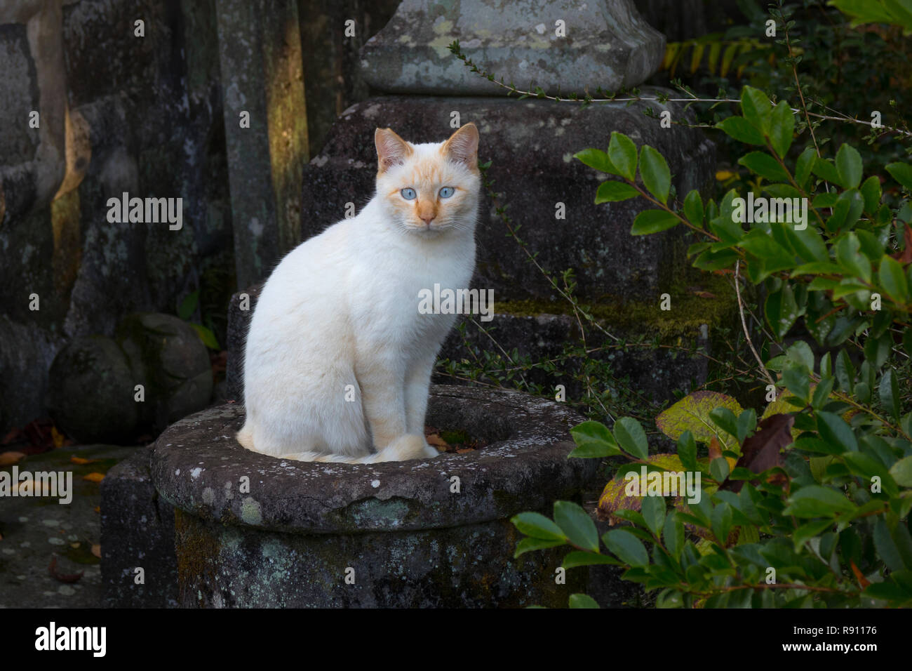 Cross eyed Alley Cat in der Nähe des Tempels in Kunamoto, Japan sitzen Stockfoto